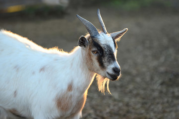 Billy Goat Looking
