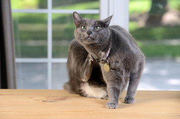 Fototapeta premium Cat Scratching Behind Head