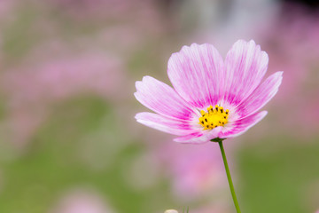 Fototapeta premium コスモス（秋桜）