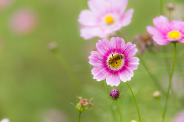 Obraz premium 蜂とコスモス（秋桜）