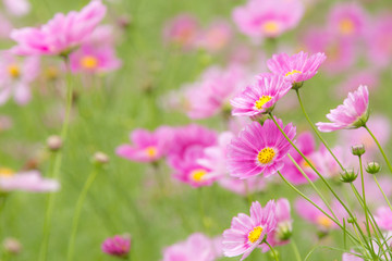 コスモス（秋桜）