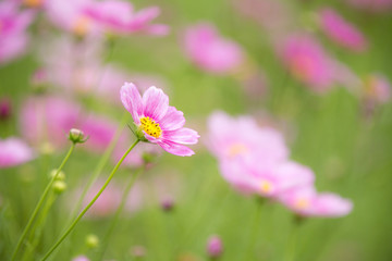 コスモス（秋桜）