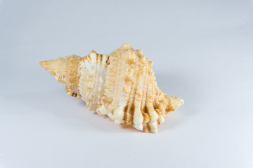 Obraz na płótnie Canvas Small seashell 