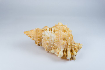 Big conch shell
