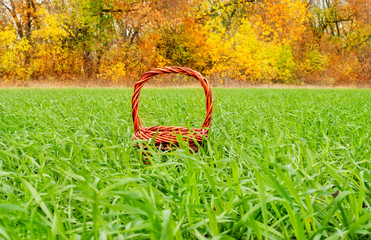 Basket, autumn, winter