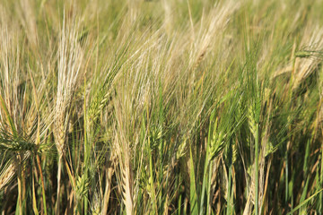 Beautiful summer wheat field. Ears close up.