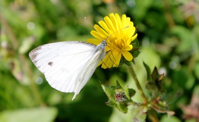 Papillon blanc