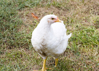 Young white chicken on a poultry farm
