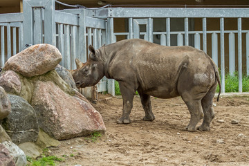 Fototapeta premium rhino lives in the zoo
