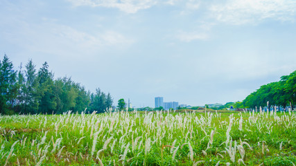 Grass reeds and city
