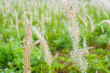 Grass reeds under wind
