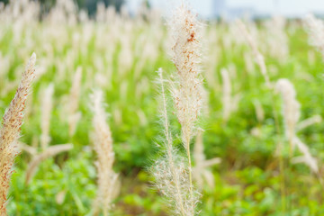 The grass reeds under wind
