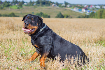  Rottweiler dog in the field