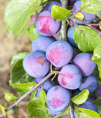 Purple plums on a tree