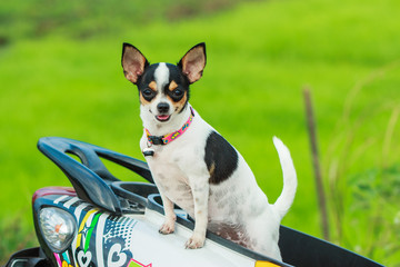 Puppies, dogs, chihuahua, cute puppy.