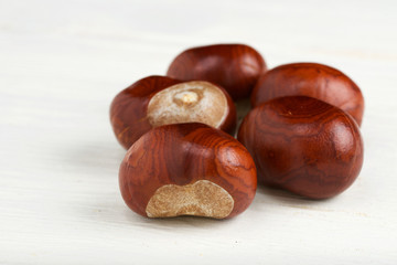 Obraz premium chestnut