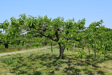 Fototapeta na wymiar 柿の木／山形県の庄内地方で、柿の木の風景を撮影した写真です。