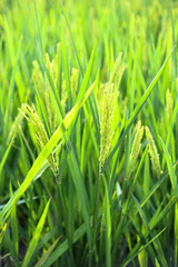 Rice