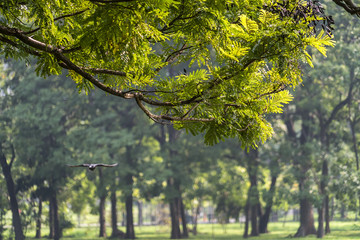 green leaves in the sunshine