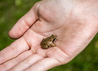 Frog on children's hand