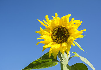 Sunflower on background blue sky