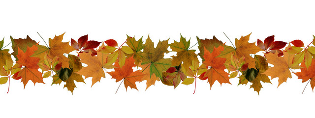 Autumn leaves border - isolated on a white background