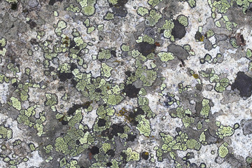 The textured from natural building