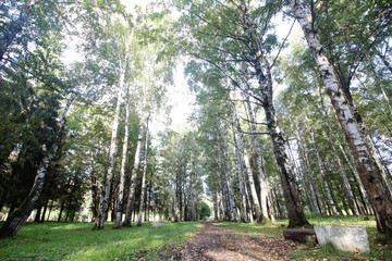 Obraz premium Park walkway