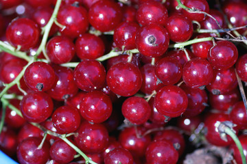 scattering of red currants