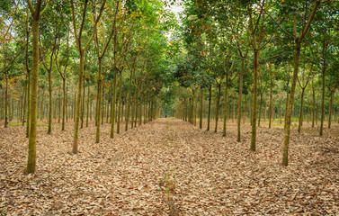 Plantation of rubber trees
