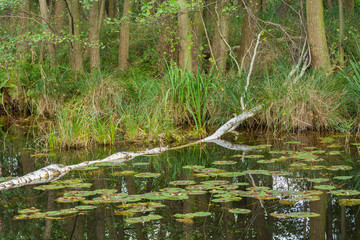 Landschaft im Müritz Nationalpark, Mecklenburg-Vorpommern