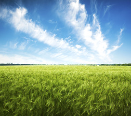 Obraz premium Field