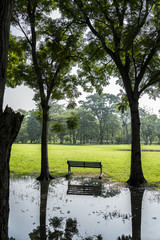 Bench near tree in public park