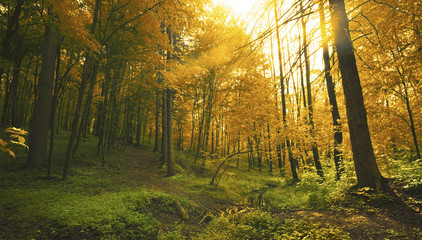 Obraz premium Forest