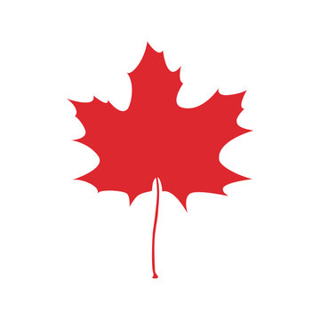 Maple leaf  icon vector illustration