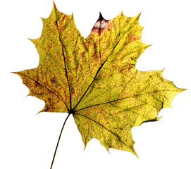 maple leaf on a white background