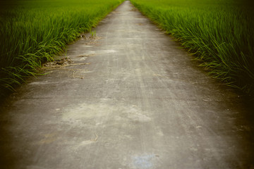 The way in farm rice field