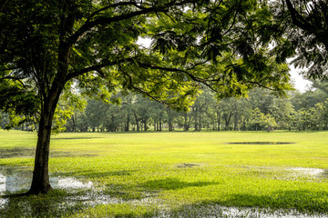 Obraz premium Green tree park in morning after heavy rain