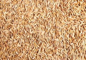 Rice  background