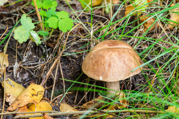Boletus mushroom on moss in the forest  on a sunny day (Leccinum