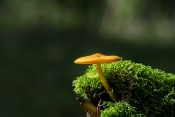 Pilz im Licht, Mecklenburgische Seenplatte