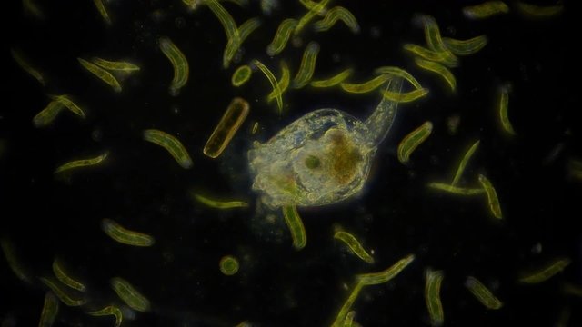 R&auml;dertierchen unter dem Mikroskop - 1080p Full HD