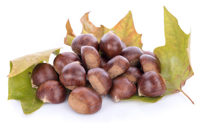 Chestnuts on leaves