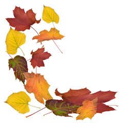 fallende Blätter, goldener Herbst