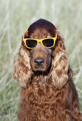 Funny dog wearing orange sunglasses
