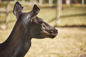 Fototapeta premium Side portrait of alert wild European red deer doe ( Cervus Elaphus).
