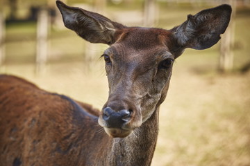 Fototapeta premium Front portrait of curious wild European red deer doe ( Cervus Elaphus).