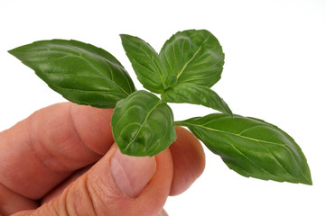 Feuilles de basilic en main