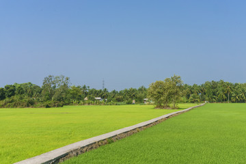 Green grass field and road
