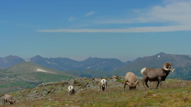 Group of Big Horn Sheep